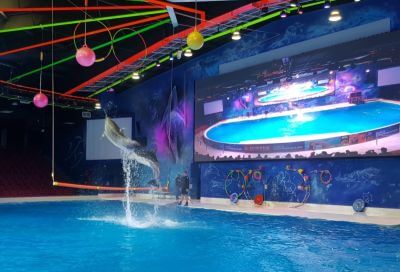 Swimming with Dolphins at the Dubai Dolphinarium