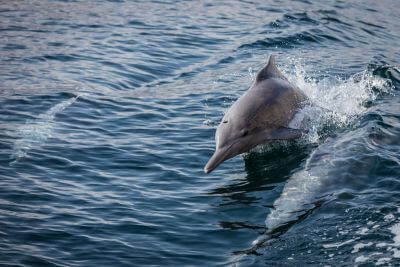 Dolphins near Muscat