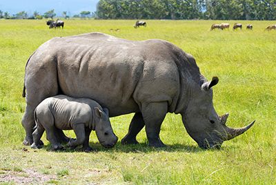 Safari with Rhinoes