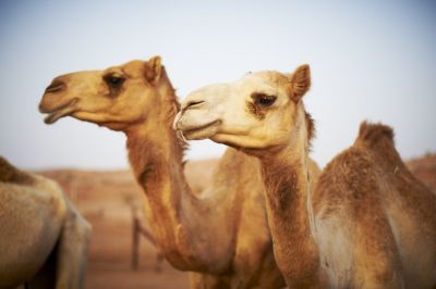 Abu Dhabi All inclusive