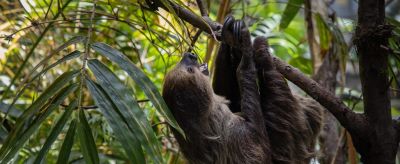 Burdž Al Arab na dohled