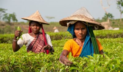 Čaj v Bangladéši