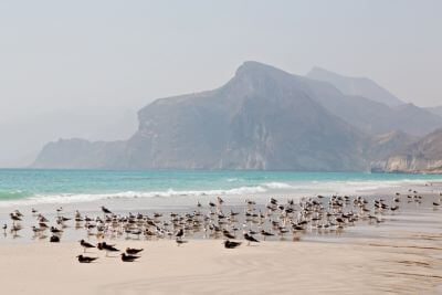 Diving in Oman