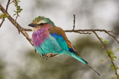 Do Krugerova parku přes Kapské Město