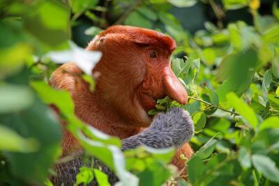 Dobrodružství na Borneu