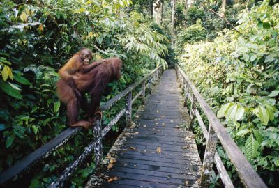 Dobrodružství na Borneu