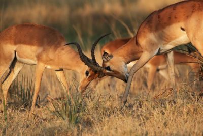 From VicFalls to Okavango