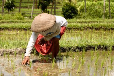 Běžný život na Bali