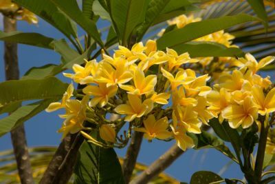 Balinese Perfume Production