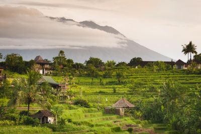 The Secret of Kopi Luwak