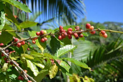 The taste of Chamarel