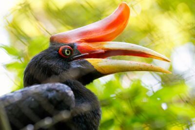 Pod úpatím Kinabalu