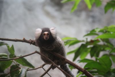 Pod úpatím Kinabalu