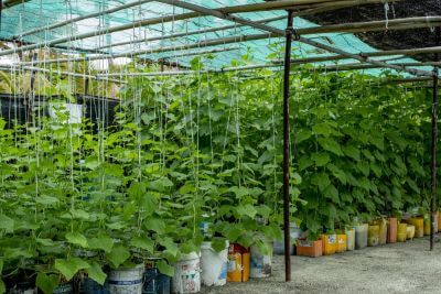 Svěží náhrdelník