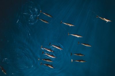 Svěží náhrdelník