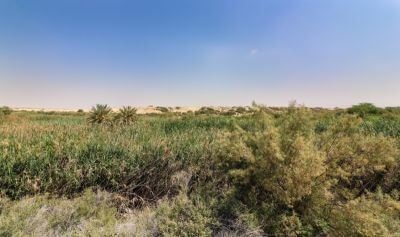 The Bedouin Village