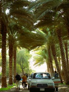 V kraji moringy a olibanu