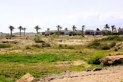 Ve společnosti plameňáků