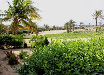 Ve společnosti plameňáků