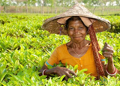 Bengali Tea