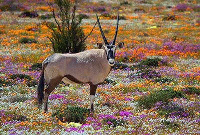 Kruger Park and Cape Town